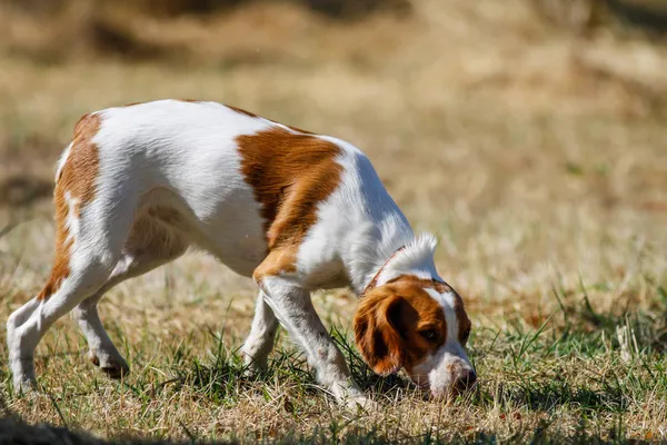 Bretaña spaniel, joven perro de caza olfateando — Foto de Stock