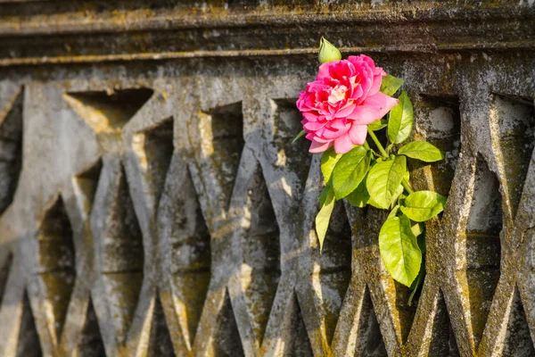 Güzellik ortaya çıkıyor