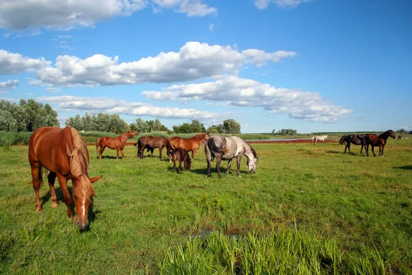 Fritt betande hästar — Stockfoto