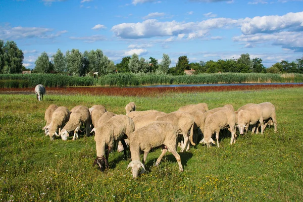 koyun otlatma mera üzerinde