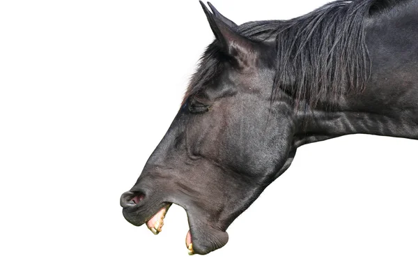 Lachen paard — Stockfoto