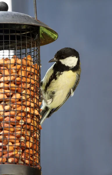 Great tit on bird feeder — Stock Photo, Image