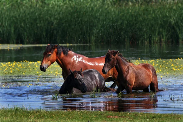 Tres caballos bañándose en un estanque —  Fotos de Stock