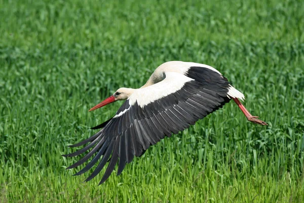 Weißstorch im Flug — Stockfoto