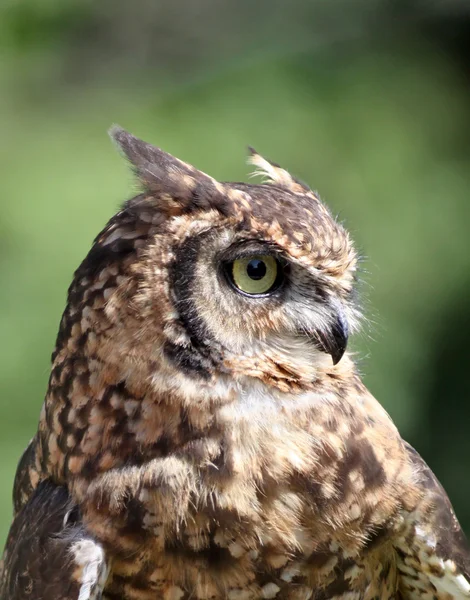 Great horned Owl portrait — Stock Photo, Image