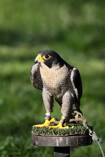 Peregrine falcon stand üzerinde tünemiş