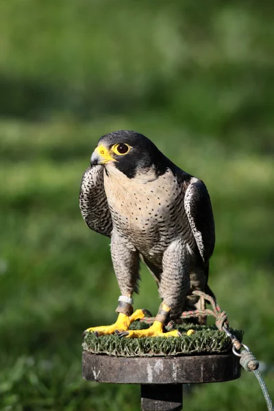 Peregrine Falcon perched on stand — Stock Photo, Image
