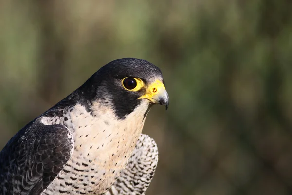 Peregrine falcon portre