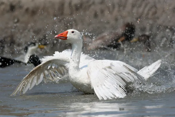 Domestic white goose happily bathing in the pond — Stock Photo, Image