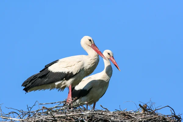 Weißstörche im Nest — Stockfoto