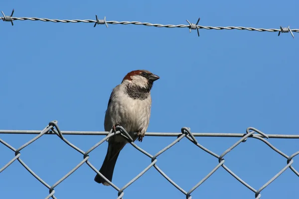 Bird on wire — Stock Photo, Image