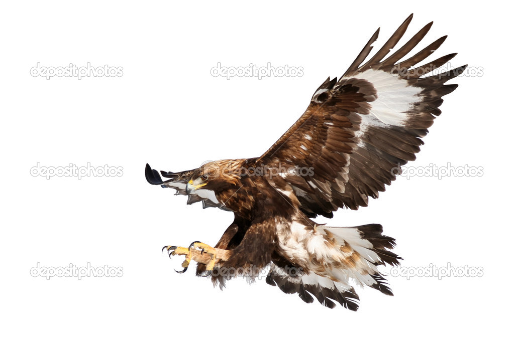 Grab your chance - Golden eagle landing