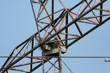 Ulu Şahin yuvasına elektrik direği