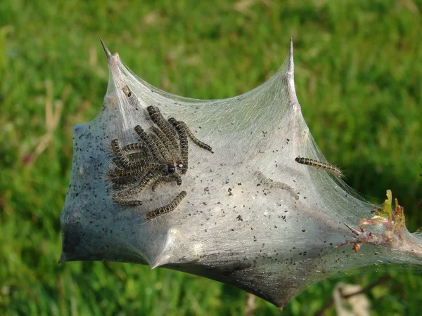 Nido de mariposa de pavo real con orugas arrastrándose — Foto de Stock