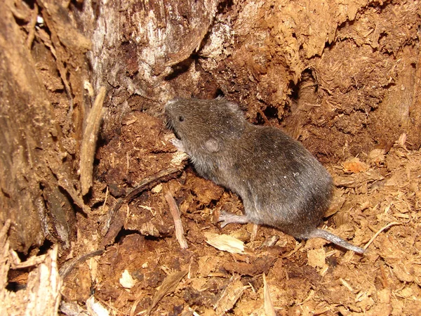 田鼠-啮齿类动物在老树 — 图库照片