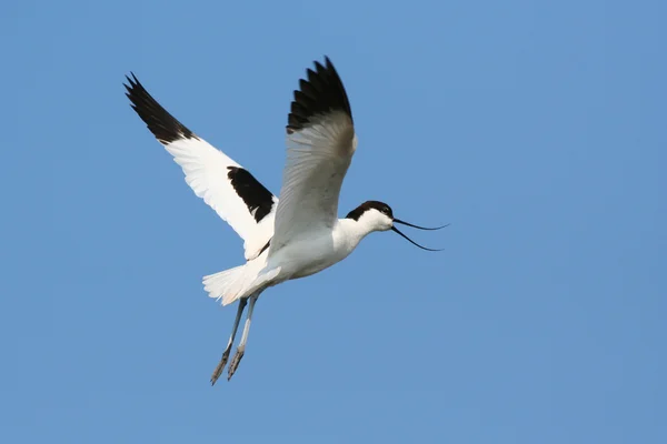 Pied Avocet (Recurvirostra avosetta) в полете — стоковое фото