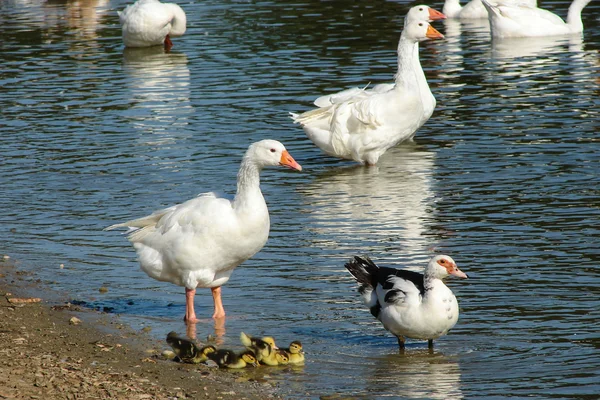 Bílá Husa a kachna pižmová s ducklings na rybník — Stock fotografie