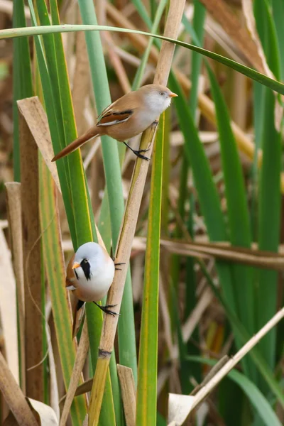 Sakallı baştankara (panurus biarmicus) erkek ve Bayan reed içinde