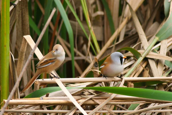 Sakallı baştankara (panurus biarmicus) erkek ve Bayan reed içinde