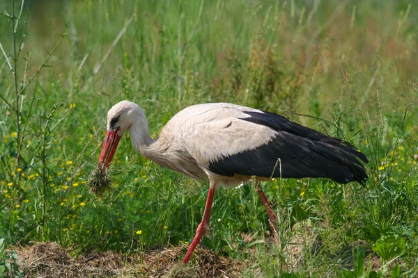 Weißstorch sammelt Nestmaterial — Stockfoto