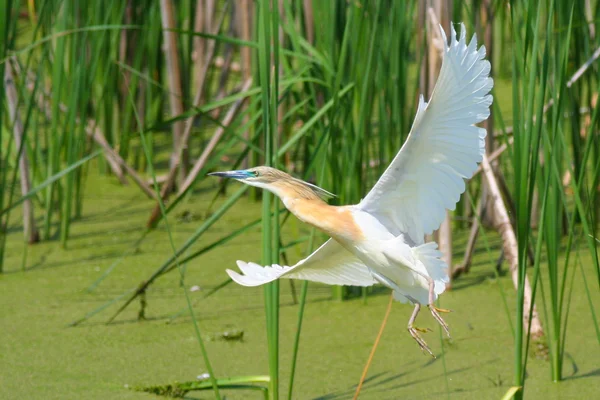 Alaca balıkçıl (ardeola ralloides) uçuş