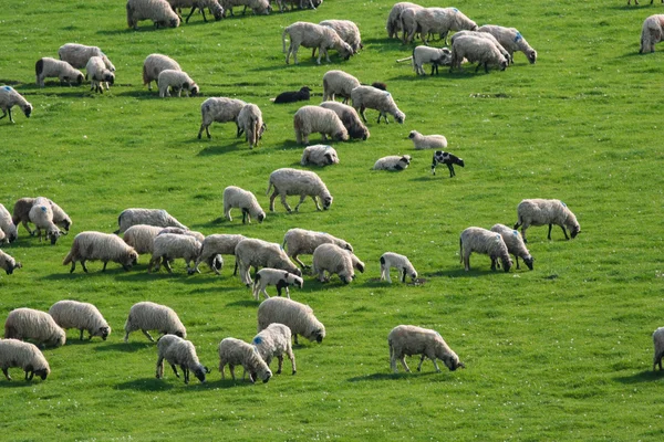 Gran rebaño de ovejas pastando en pastos verdes — Foto de Stock