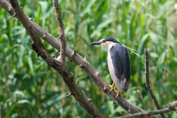 Nachtreiher (nycticorax nycticorax) auf einem Ast Stockfoto