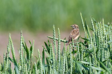 Whinchat (Saxicola rubetra)