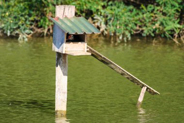 Misk ördeği yuva kutusuna