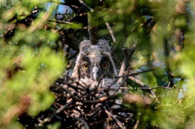 uzun eaered baykuş owlet yuva