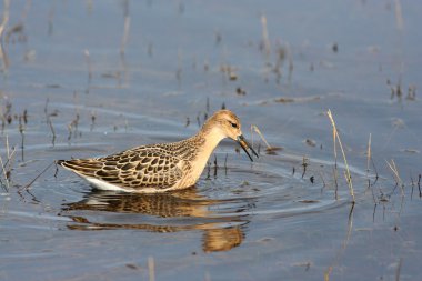 ruff gölette besleme