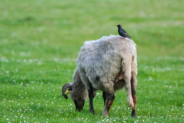 One sheep on pasture with bird starling standing on her back — Stock Photo, Image