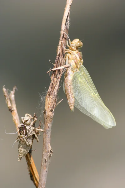 Libelle, die auf Ast geschlüpft ist — Stockfoto