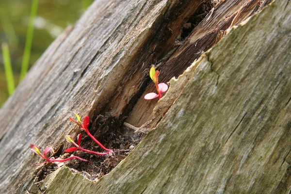 Nueva planta roja que crece del árbol viejo — Foto de Stock