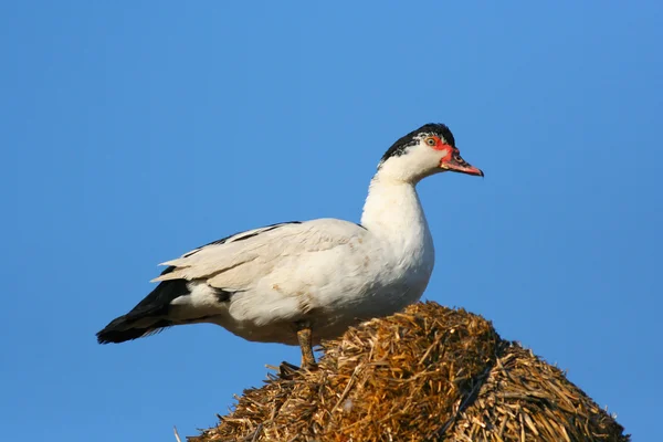 Muscovy duck on hay stack — Stock Photo, Image