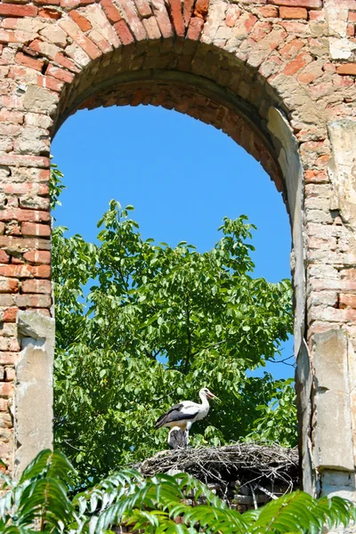 Beyaz leylek yuvası ve eski tuğla duvar