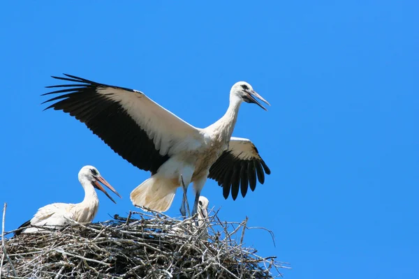 Tre cicogne bianche sul nido — Foto Stock