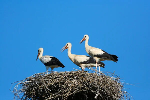 Three white storks on the nest — 스톡 사진