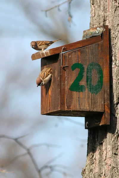 Para wróbli drzewnych stojących na drewnianej skrzynce gniazda — Zdjęcie stockowe