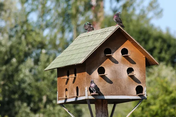 Велике Гніздо дерев'яний ящик для диких голубів