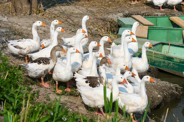White domestic geese — Stock Photo, Image