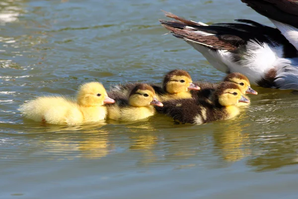 Muscovy Duck with ducklings — Stock Photo, Image