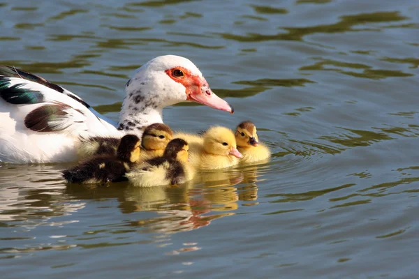 Muscovy Duck with ducklings — Stock Photo, Image