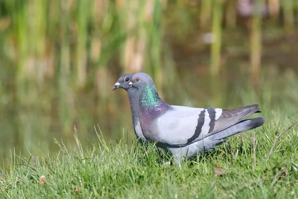 yabani güvercin ve yarış güvercini