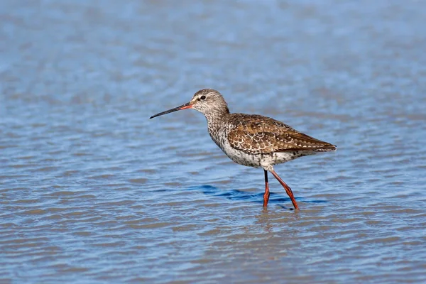 Spotted Redshank - Tringa erythropus — Stock Photo, Image