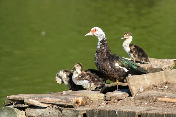 Misk ördeği ördek yavrusu — Stok fotoğraf