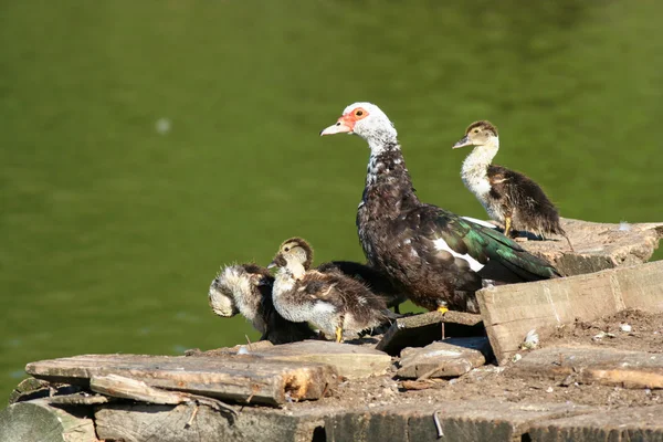 Pato moscovita con patitos — Foto de Stock