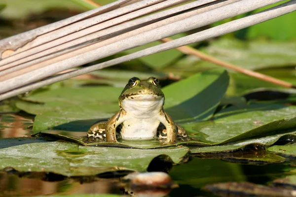 Europese groene poelkikker — Stockfoto