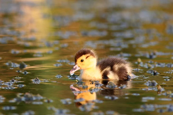 Mallard duckling swimming in a pond — Stock Photo, Image