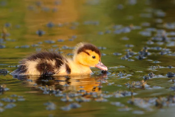 Mallard duckling swimming in a pond — Stock Photo, Image